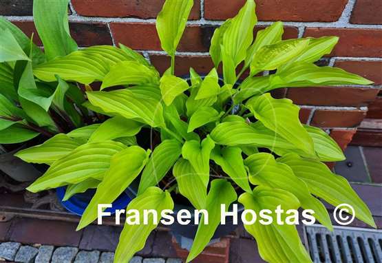 Hosta Purple and Gold